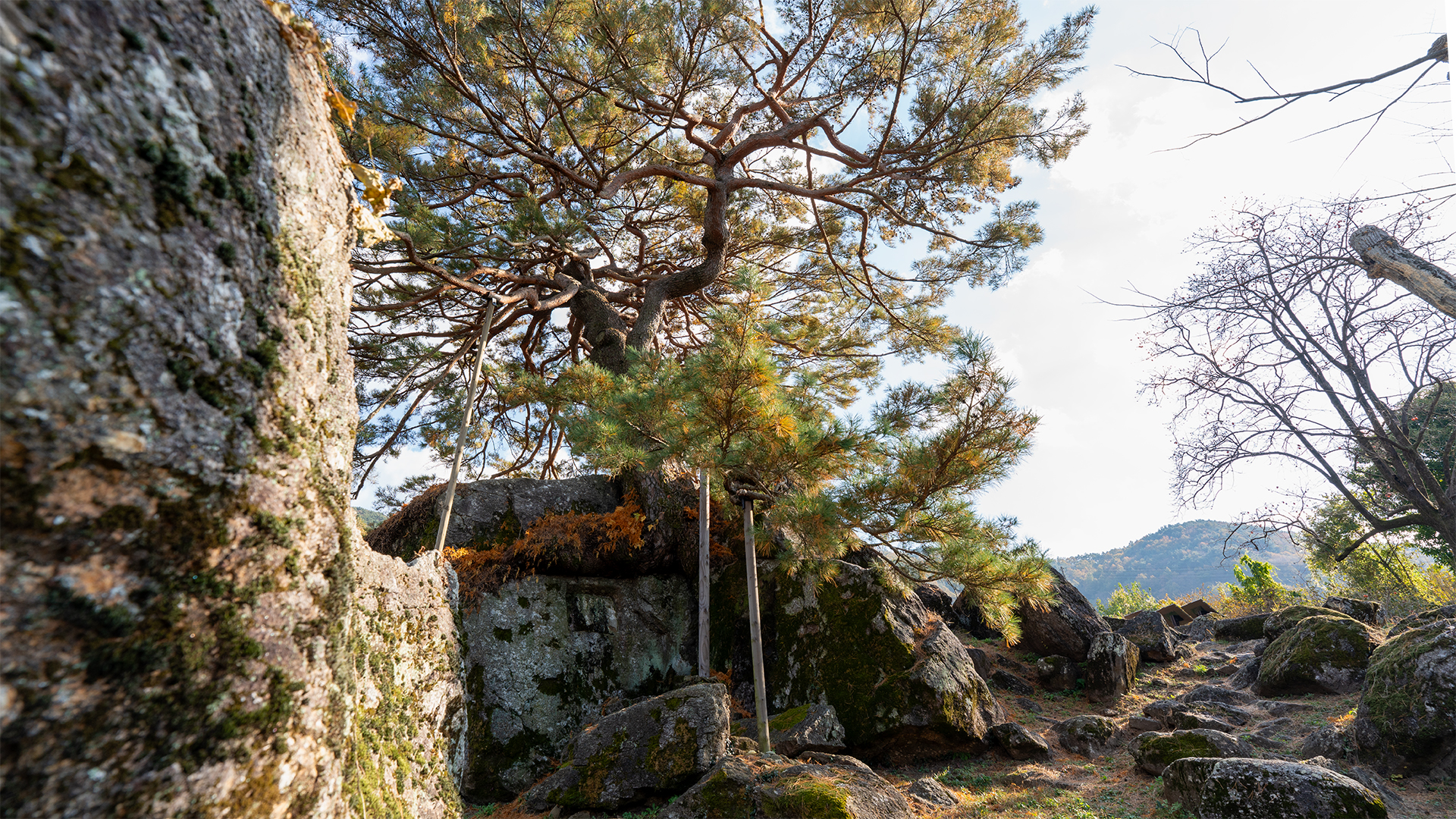하동 축지리 문암송